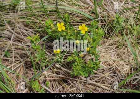 Potentilla erecta auf der Wiese im Nationalpark Tara in Westserbien Stockfoto