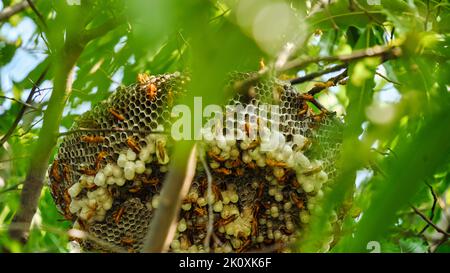 Wespen nisten mit Wespen, die darauf sitzen. Wespen Hive. Das Nest einer Wespenfamilie, das aus der Nähe aufgenommen wird. Stockfoto