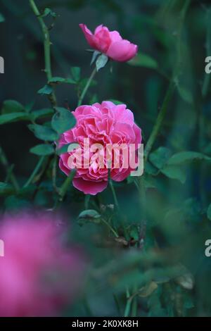 Eine wunderschöne dunkelrosa Rose, die in einem Garten wächst. Stockfoto