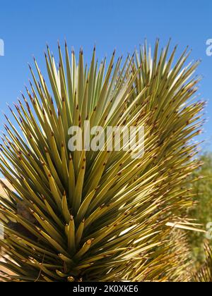 Joshua Tree scharfe Speer-förmige Blätter aus der Nähe Stockfoto
