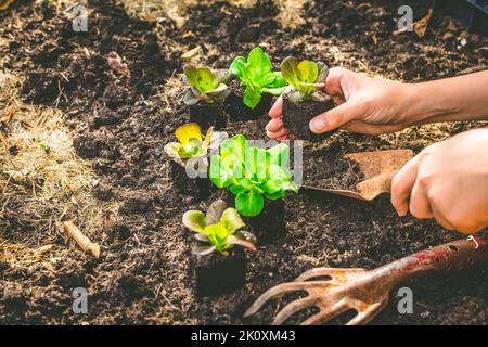 Pflanzen junger Salatkeimlinge in Gemüsehochbetten Stockfoto