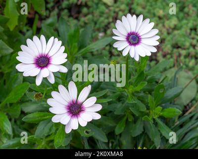 Nahaufnahme eines blühenden Strauchs von Osteospermum, bekannt als Gänseblümchen oder afrikanische Gänseblümchen. Sie wachsen auf dem Blumenbeet. Stockfoto