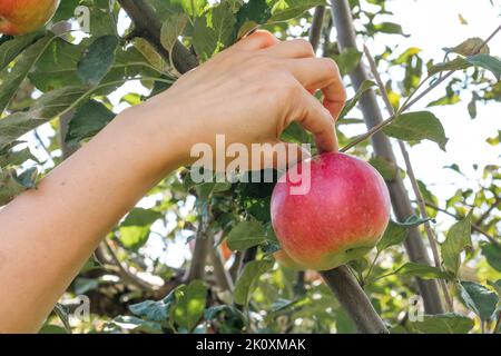 Die Hand der Frau pflückt einen roten reifen Apfel von einem Baum im Obstgarten. Stockfoto