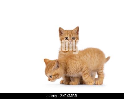 2 Red British Shorthair Katze Kätzchen, spielen zusammen. Beide blicken weg von der Kamera. Isoliert auf weißem Hintergrund. Stockfoto