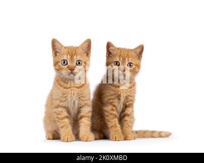 2 Rote Britische Kurzhaar-Katzenbabys, die nebeneinander sitzen und Kamara gegenüberstehen. Beide blicken direkt auf die Kamera. Isoliert auf weißem Hintergrund. Stockfoto