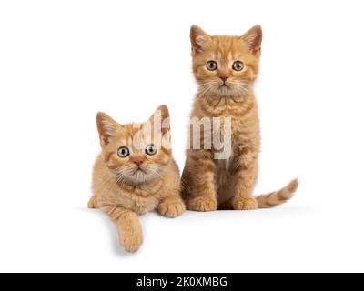 2 Rote britische Kurzhaar-Katzenbabys, die nebeneinander sitzen und liegen, mit Blick auf Kamara. Beide blicken direkt auf die Kamera. Isoliert auf einem weißen Backgrou Stockfoto