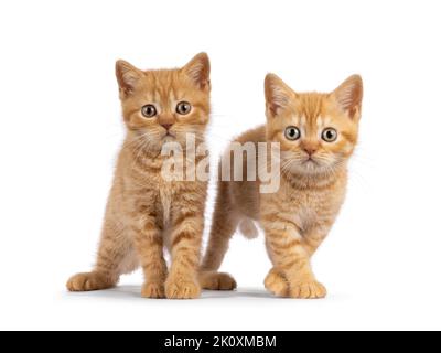 2 Rote Britische Kurzhaar-Katzenbabys, die nebeneinander stehen und Kamara gegenüberstehen. Beide blicken direkt auf die Kamera. Isoliert auf weißem Hintergrund. Stockfoto