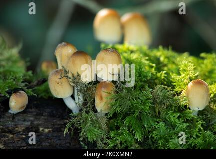 Der Honigpilz, ein virulenter Erreger von Laubbäumen, insbesondere Eichen, beginnt in Büscheln auf Totholz aufzutauchen. Stockfoto