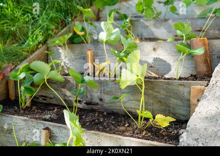 Neu gepflanzte Erdbeersämlinge im Garten mit versetzten Reihen Stockfoto