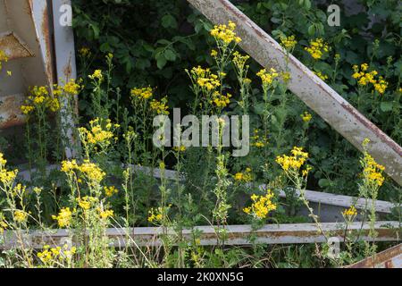 Gewöhnliches Jakobs-Greiskraut, Jakobs-Greiskraut, Jakobsgreiskraut, Jakobs-Kreuzkraut, Jakobskreuzkraut, Jakobskraut, Greiskraut, Cardamine pratensis, J Stockfoto