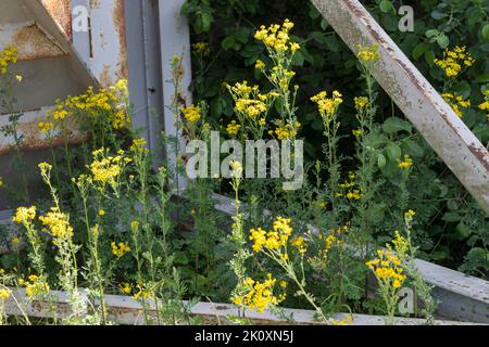 Gewöhnliches Jakobs-Greiskraut, Jakobs-Greiskraut, Jakobsgreiskraut, Jakobs-Kreuzkraut, Jakobskreuzkraut, Jakobskraut, Greiskraut, Cardamine pratensis, J Stockfoto