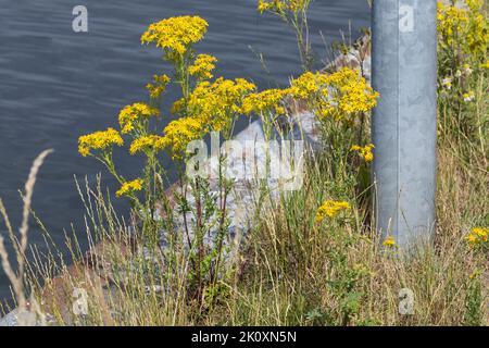 Gewöhnliches Jakobs-Greiskraut, Jakobs-Greiskraut, Jakobsgreiskraut, Jakobs-Kreuzkraut, Jakobskreuzkraut, Jakobskraut, Greiskraut, Cardamine pratensis, J Stockfoto