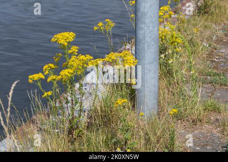 Gewöhnliches Jakobs-Greiskraut, Jakobs-Greiskraut, Jakobsgreiskraut, Jakobs-Kreuzkraut, Jakobskreuzkraut, Jakobskraut, Greiskraut, Cardamine pratensis, J Stockfoto
