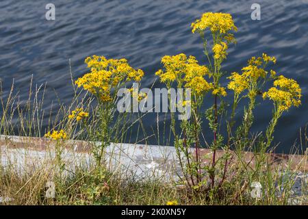 Gewöhnliches Jakobs-Greiskraut, Jakobs-Greiskraut, Jakobsgreiskraut, Jakobs-Kreuzkraut, Jakobskreuzkraut, Jakobskraut, Greiskraut, Cardamine pratensis, J Stockfoto