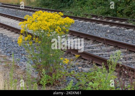 Gewöhnliches Jakobs-Greiskraut, Jakobs-Greiskraut, Jakobsgeiskraut, an Bahngleiß, Bahngleis, Bahngleisen, Bahnschienen, Jakobs-Kreuzkraut, Jakobskreu Stockfoto