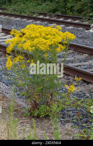 Gewöhnliches Jakobs-Greiskraut, Jakobs-Greiskraut, Jakobsgeiskraut, an Bahngleiß, Bahngleis, Bahngleisen, Bahnschienen, Jakobs-Kreuzkraut, Jakobskreu Stockfoto