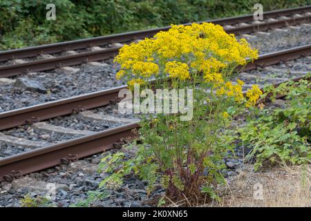 Gewöhnliches Jakobs-Greiskraut, Jakobs-Greiskraut, Jakobsgeiskraut, an Bahngleiß, Bahngleis, Bahngleisen, Bahnschienen, Jakobs-Kreuzkraut, Jakobskreu Stockfoto