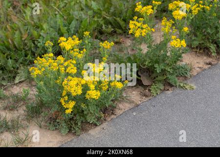 Gewöhnliches Jakobs-Greiskraut, Jakobs-Greiskraut, Jakobsgreiskraut, Jakobs-Kreuzkraut, Jakobskreuzkraut, Jakobskraut, Greiskraut, Cardamine pratensis, J Stockfoto