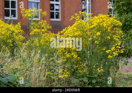 Gewöhnliches Jakobs-Greiskraut, Jakobs-Greiskraut, Jakobsgreiskraut, Jakobs-Kreuzkraut, Jakobskreuzkraut, Jakobskraut, Greiskraut, Cardamine pratensis, J Stockfoto