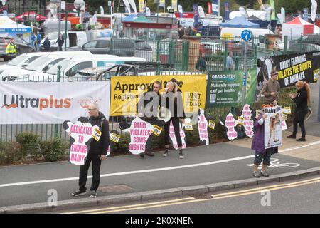 International Centre, Telford, Shropshire 14.. September 2022. Aktivisten der Tierrechtsgruppe Animal Justice Project protestierten beim UK Dairy Day, einer der größten landwirtschaftlichen Milchveranstaltungen in Großbritannien. Credit Tim Scrivener/Alamy Live News Stockfoto