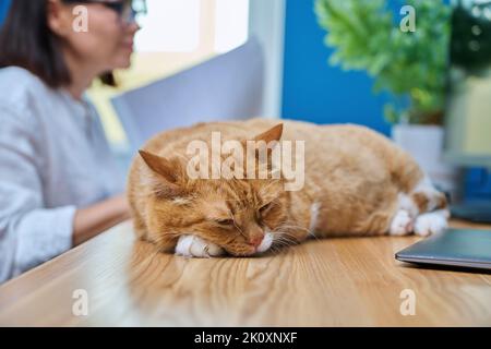 Katze schläft auf dem Schreibtisch im Heimbüro, Frau benutzt Computer Stockfoto