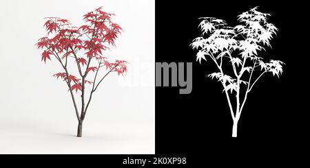 3D Abbildung des auf Weiß isolierten Acer palmatum-Baumes und seiner Maske Stockfoto