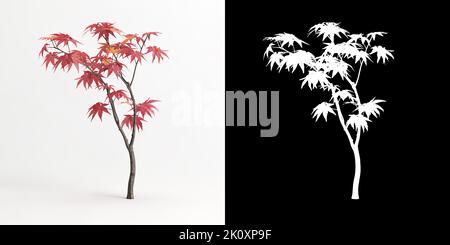 3D Abbildung des auf Weiß isolierten Acer palmatum-Baumes und seiner Maske Stockfoto