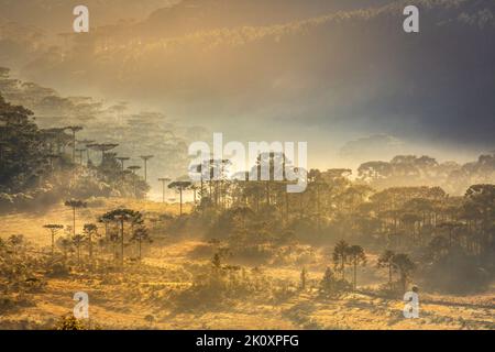 Die Landschaft im Süden Brasiliens und die Landschaft der Araucaria-Koniferen bei friedlichem Sonnenaufgang Stockfoto