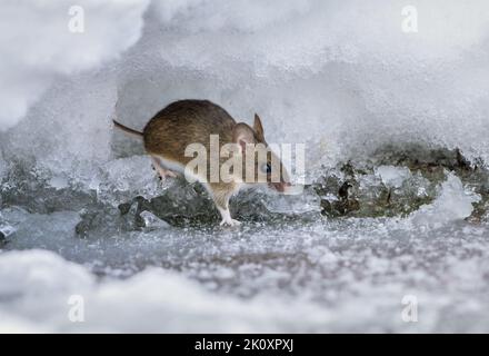 Eine Feldmaus kroch an einem frostigen Wintermorgen aus einem Loch, das im tiefen Schnee auf der Suche nach Nahrung gemacht wurde Stockfoto