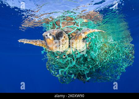 Diese arme Schildkröte war in einem Fischernetz gefangen. Kanarische Inseln: DIESE HERZZERREISSENDEN Bilder zeigen eine Loggerhead-Meeresschildkröte, die sich in einem Ozeannetz verwickelt hat. Ein i Stockfoto