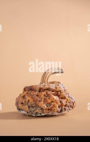 Schwarzer Schimmel auf dem Kürbis. Fauler orangefarbener Kürbis. Verfaulte Lebensmittel. Schimmeliges Gemüse. Stockfoto