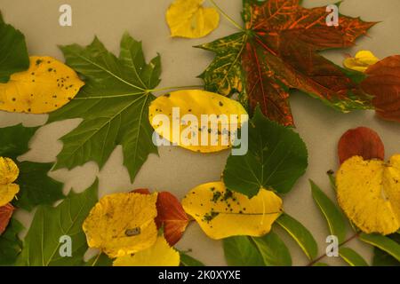 Bunte und helle Hintergrund gemacht von gefallenen Herbst Blätter Stockfoto