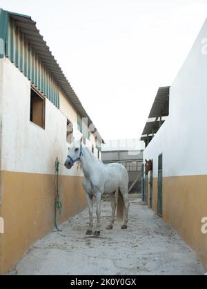 Schönes weißes Pferd im Stall. Stockfoto