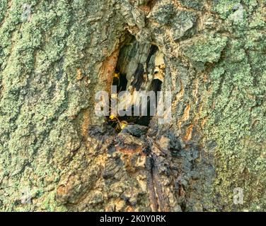 Das Nest der Vespiarhorne in der Mulde einer Eiche. Riesige Hornisse (Vespa crabro) in Nordeuropa. Nestsicherheit am Eingang Stockfoto