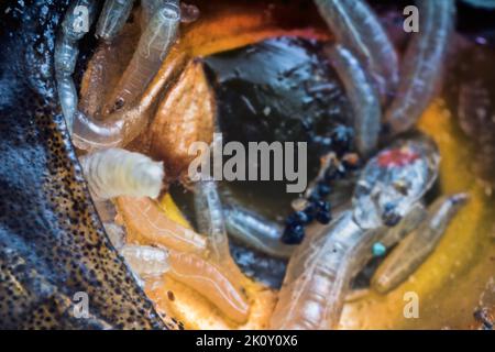 Eier und Fliegenlarven (Pinkie) in Fischaugen. Larve verwendet Eiter oder zersetzende Gewebe als Nahrung; gleichzeitig werden gesunde Zellen zerstört. Parasitäre Erkrankungen Stockfoto