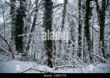 Der subtropische Wald ist mit Schnee bedeckt. Hainbuchen-Wälder. Wetterkataklysmus, Klimaschwankungen Stockfoto