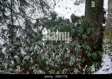 Schnee auf immergrünen Blättern. Rhododendron im Winter. Der subtropische Wald ist mit Schnee bedeckt. - Wetterkataklysma Stockfoto