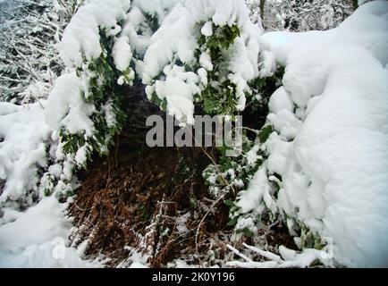 Der subtropische Wald ist mit Schnee bedeckt. Hainbuchen-Wälder. Wetterkataklysmus, Klimaschwankungen Stockfoto