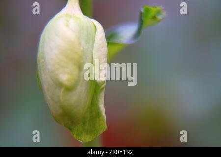 Die Weihnachtsblume (Helleborus) ist in Nahaufnahme dargestellt. Diese ungewöhnliche Blume blüht im Winter (Knospe während des kalten Winds) Stockfoto