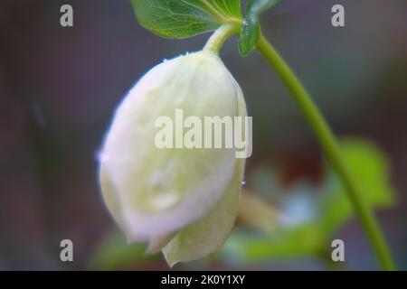 Die Weihnachtsblume (Helleborus) ist in Nahaufnahme dargestellt. Diese ungewöhnliche Blume blüht im Winter (Knospe während des kalten Winds) Stockfoto