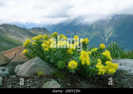 Aarons Stab oder Goldene Wurzel (Rhodiola rosea) entwickelte Pflanzen mit großen Wurzeln - sehr starke medizinische Eigenschaften. Altai Berge Subnival Gürtel. Impre Stockfoto