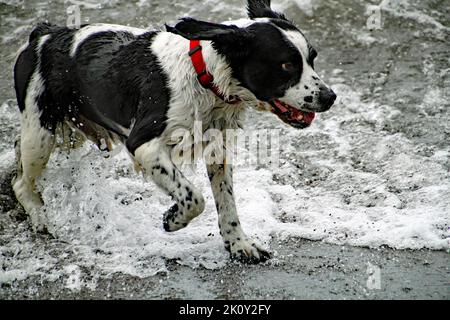 Hund, der auf dem Meeresufer planscht. Gefrorene Wassertropfen Stockfoto
