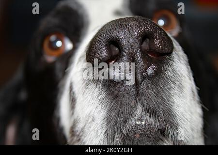 Schwarz und weiß englischer Springer Spaniel Closup der Nase Blick auf die Kamera Stockfoto