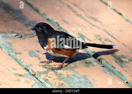 Ein junger Rufus-sidgeer Towhee steht auf Einer Holzterrasse in der Sonne Stockfoto