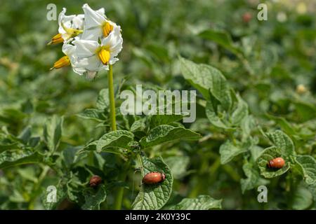 Larven des Kartoffelkäfers von Colorado auf einer blühenden Kartoffelpflanze Stockfoto