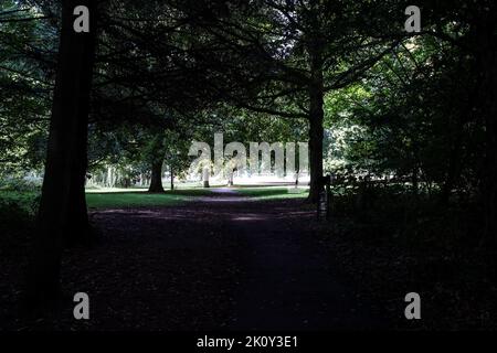 Helles Sonnenlicht, das an einem Spätsommertag im Yorkshire Sculpture Park, Wakefield, durch ein Baldachin aus dicken Bäumen und Laub sichtbar ist Stockfoto