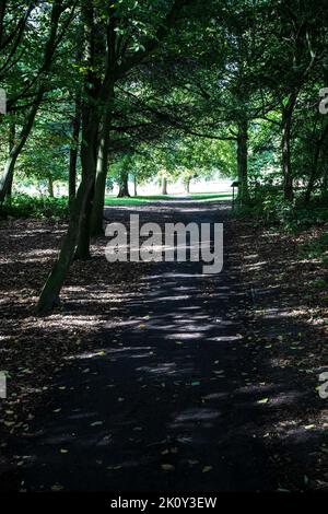 Helles Sonnenlicht, das an einem Spätsommertag im Yorkshire Sculpture Park, Wakefield, durch ein Baldachin aus dicken Bäumen und Laub sichtbar ist Stockfoto