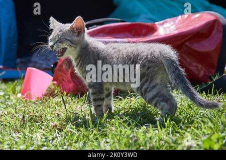 Kleine Kätzchen im Gras Stockfoto