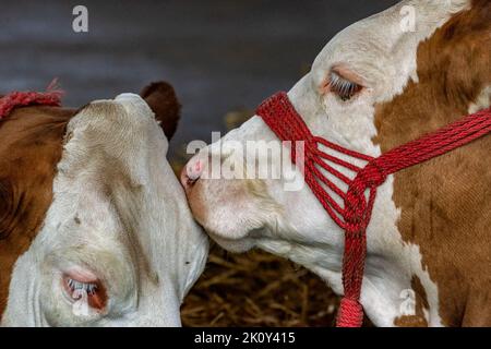 Holstein-Friesische Rinder auf Milchviehbetrieb bekannt für hohe Milchproduktion, selektiver Fokus Stockfoto