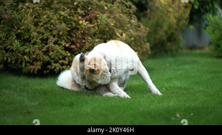 Akita Inu ruht auf dem Rasen im Hof Stockfoto